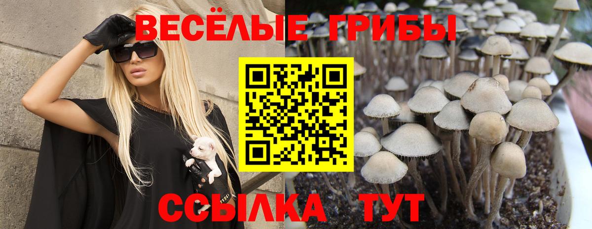 Псилоцибиновые грибы прущие грибы  Вход с VPN  Корсаков 